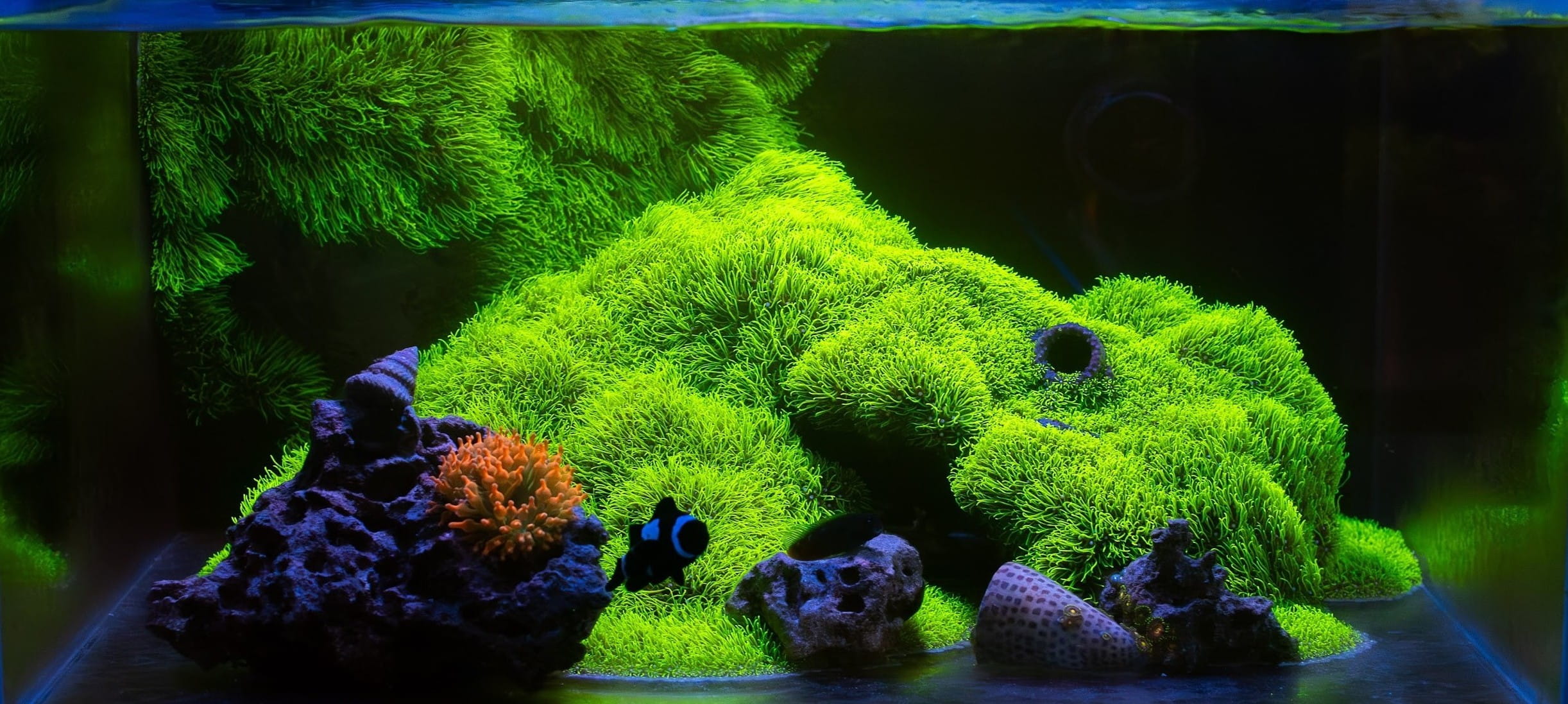 25 Gallon Lagoon Reef