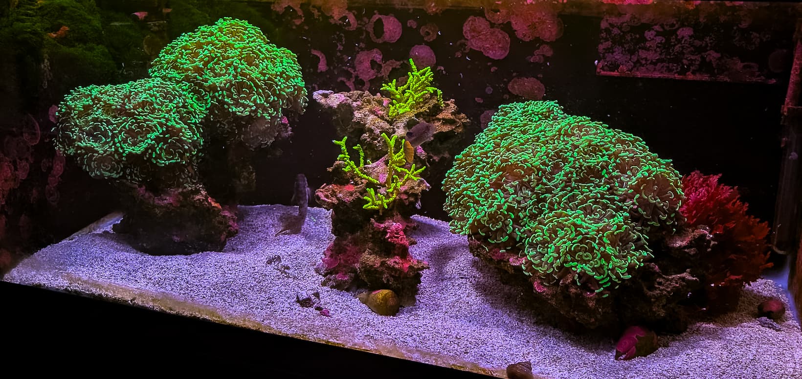 Left 40 Gallon Experimental Reef