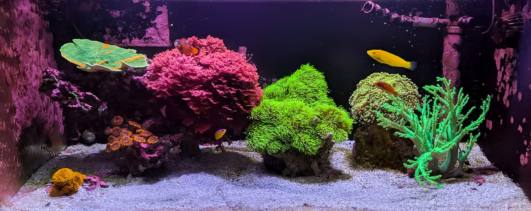 Right 40 Gallon Mixed Reef