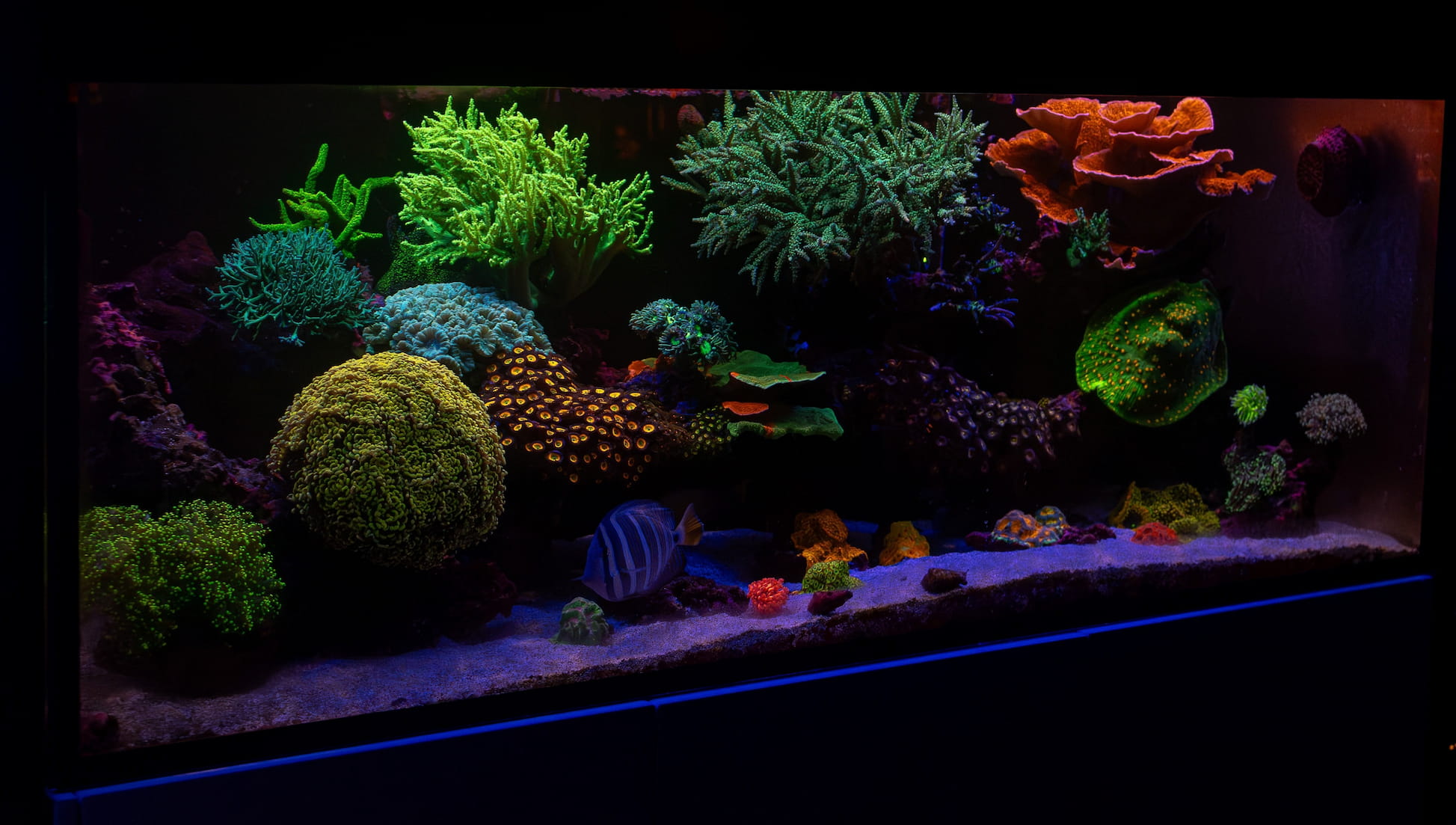 Waterbox 180.5 Reef