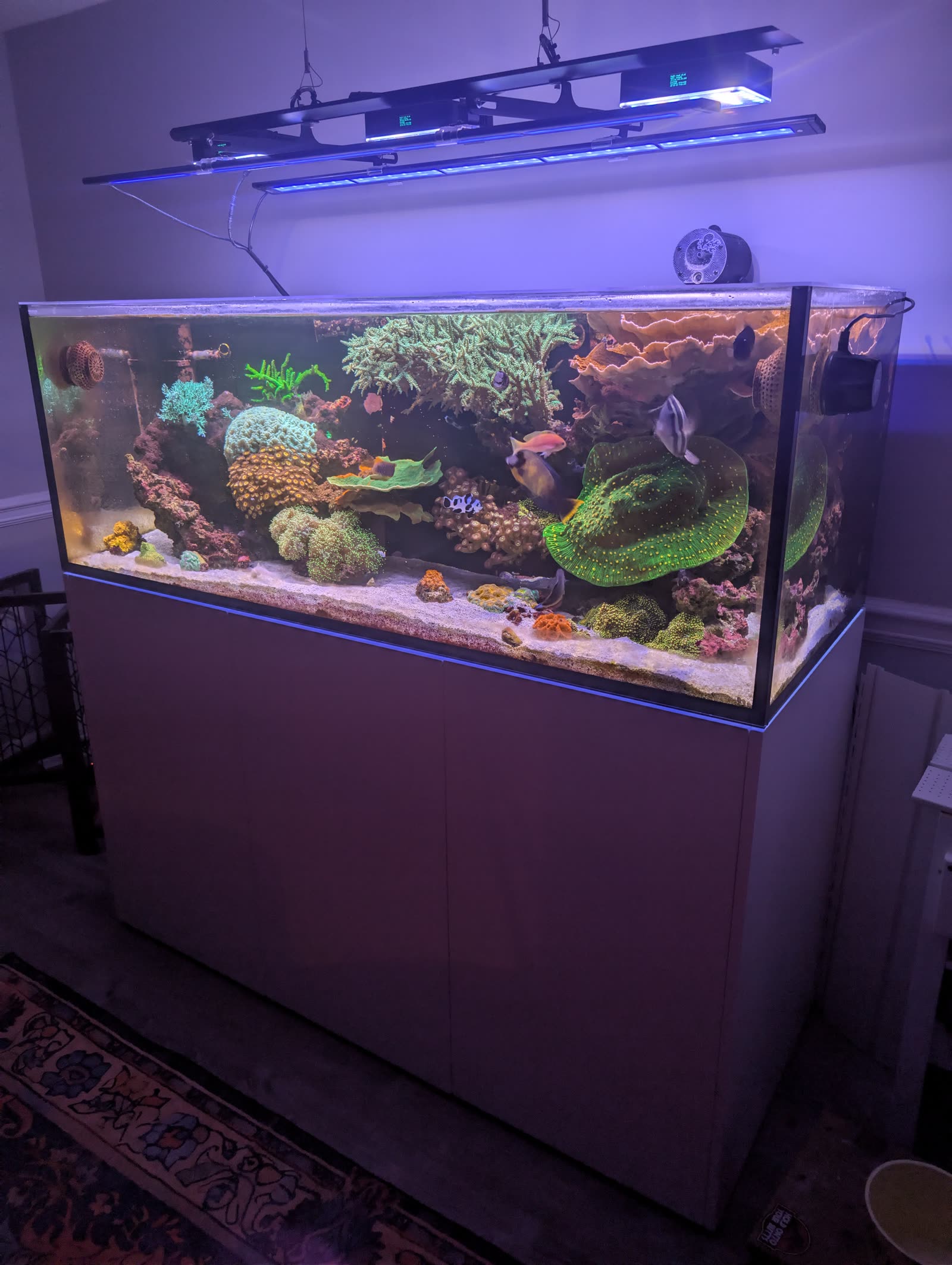 The 180.5 a few days before teardown, fully grown in under the blues.