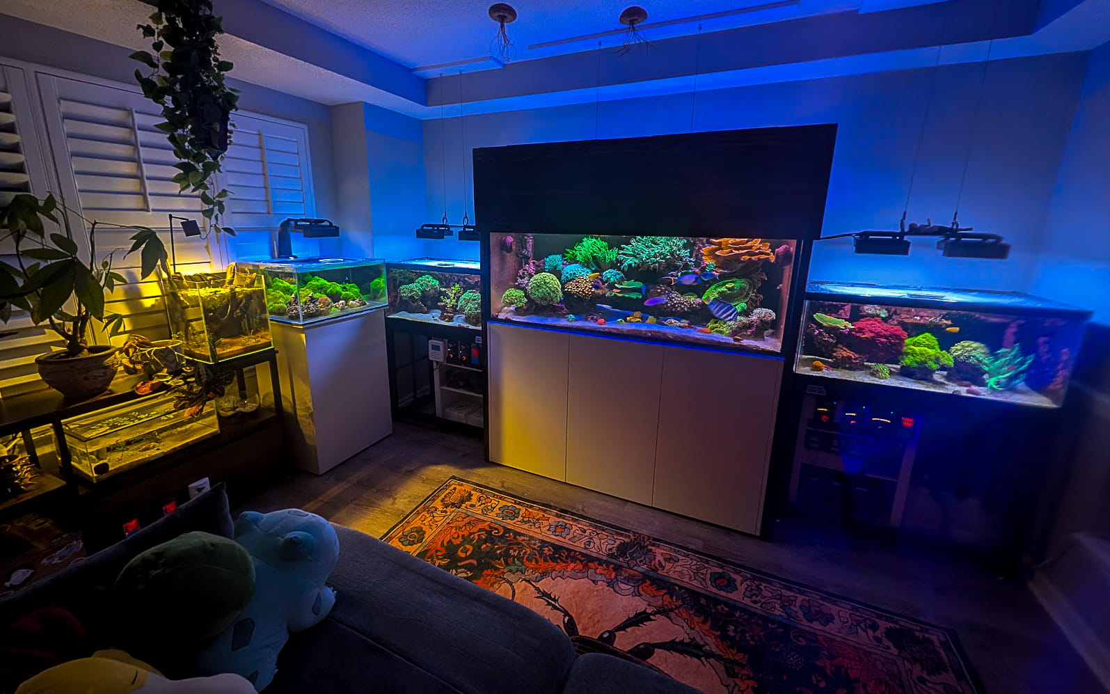Arcane Corals Fish Room