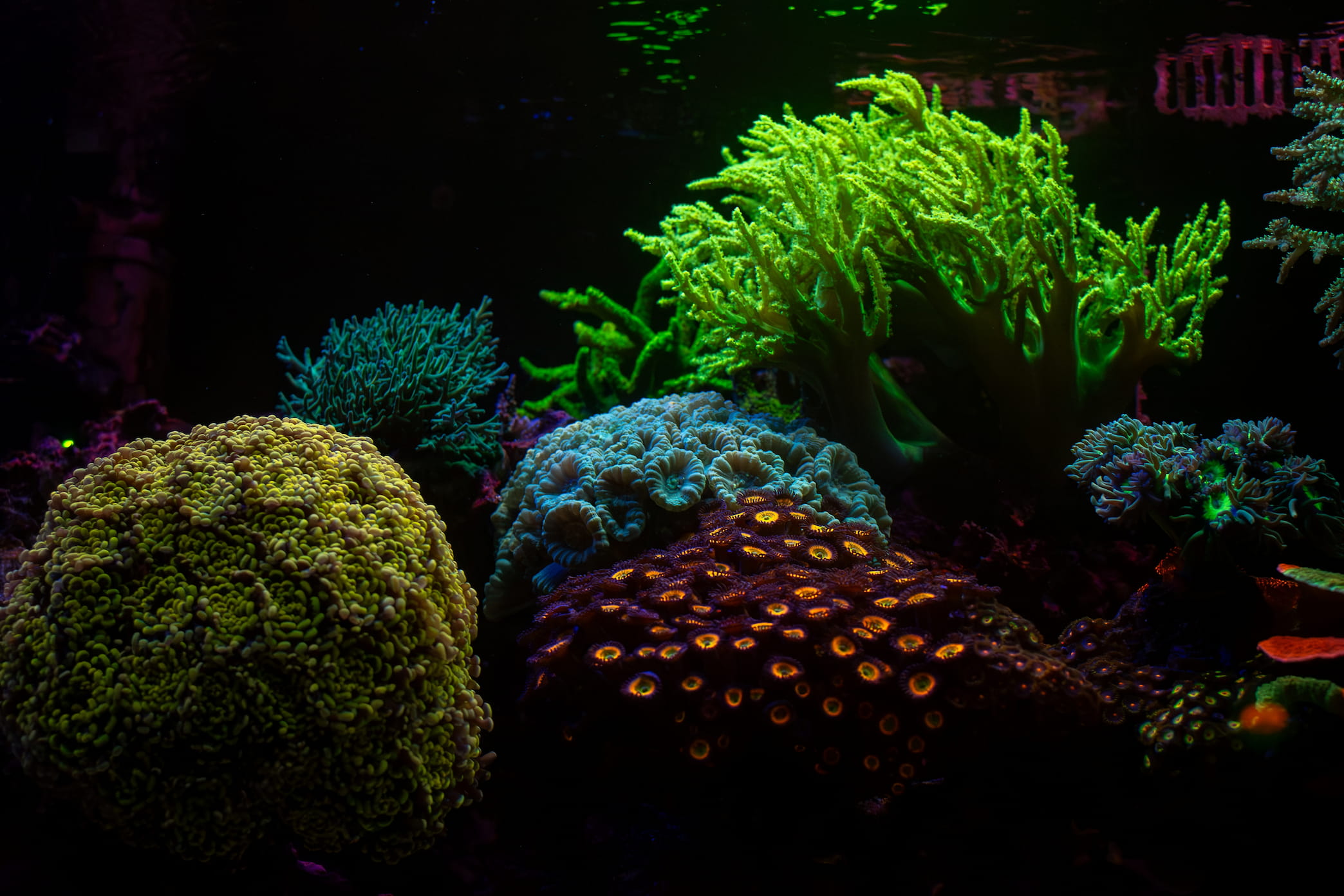 WWC Rainbow Branching Hammer Coral in reef aquarium scape