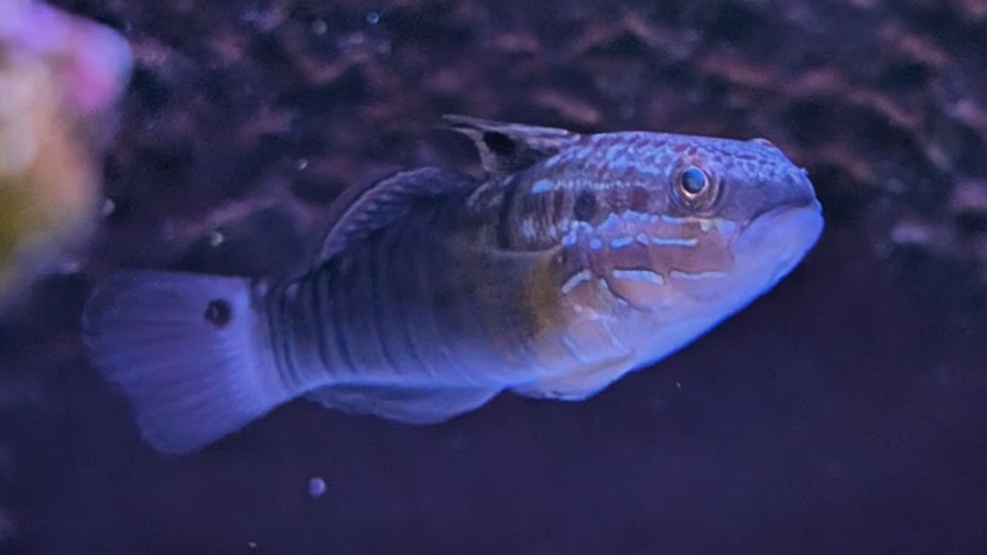 Dragon Goby