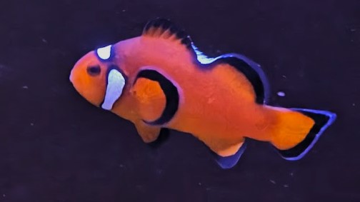 Extreme Misbar Ocellaris