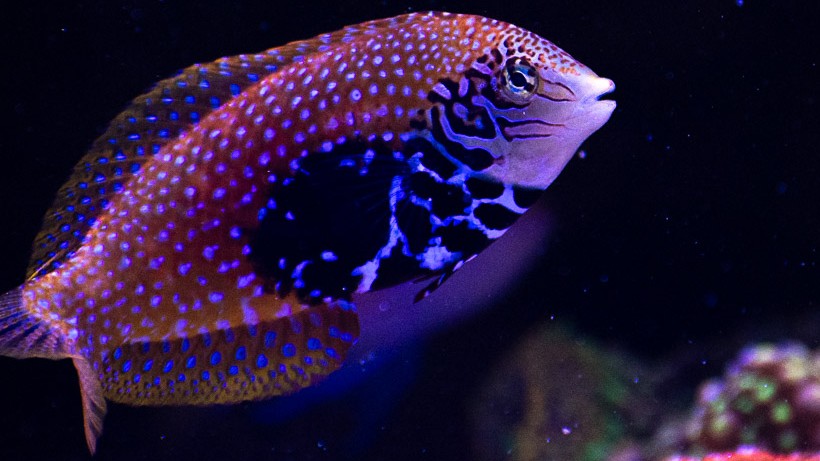 Female Blue Star Leopard Wrasse