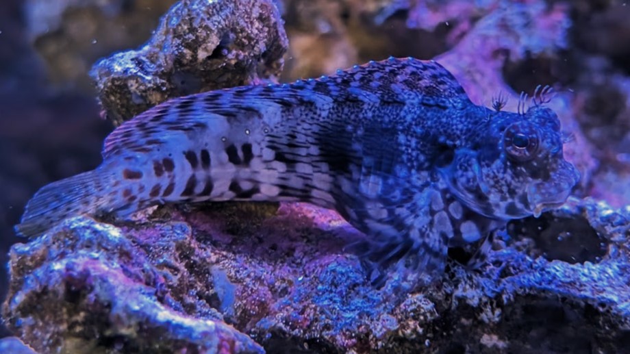 Lawnmower Blenny