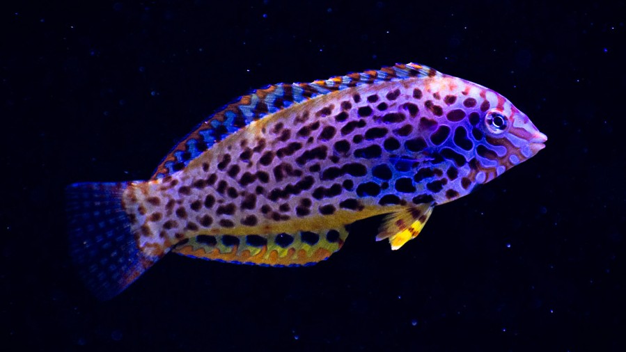 Leopard Wrasse