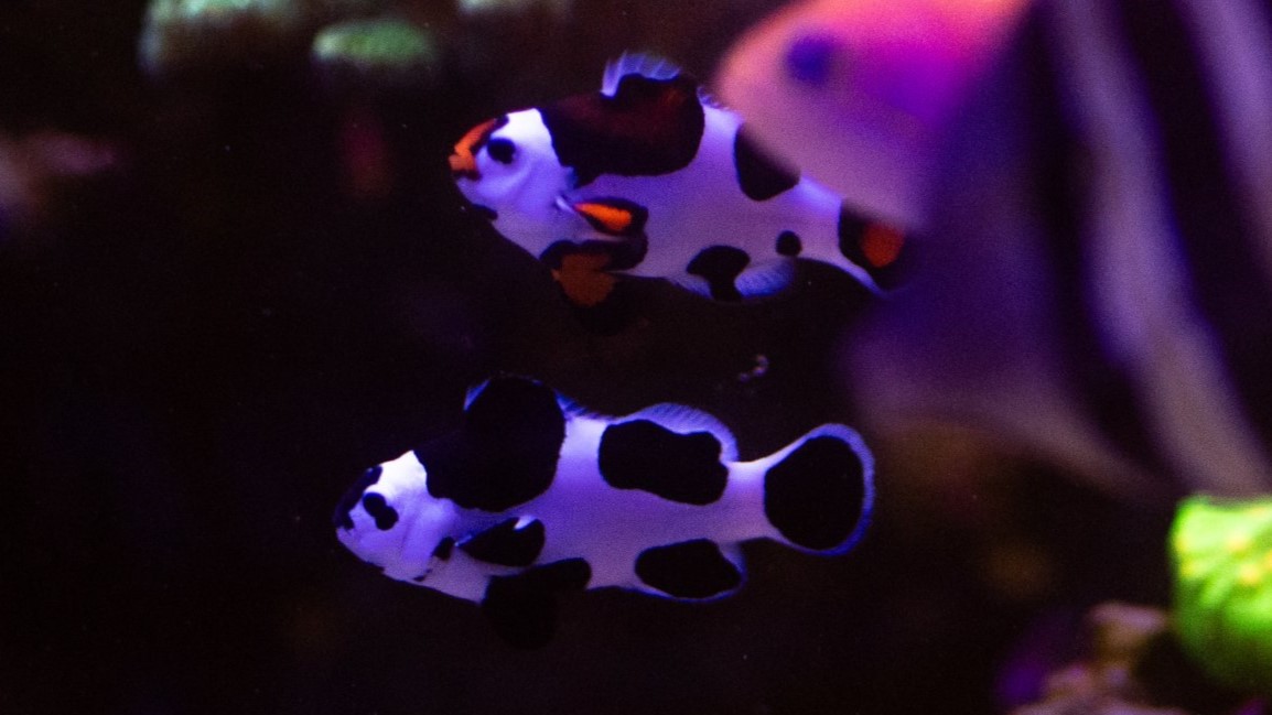 Orange and Black Storm Clownfish