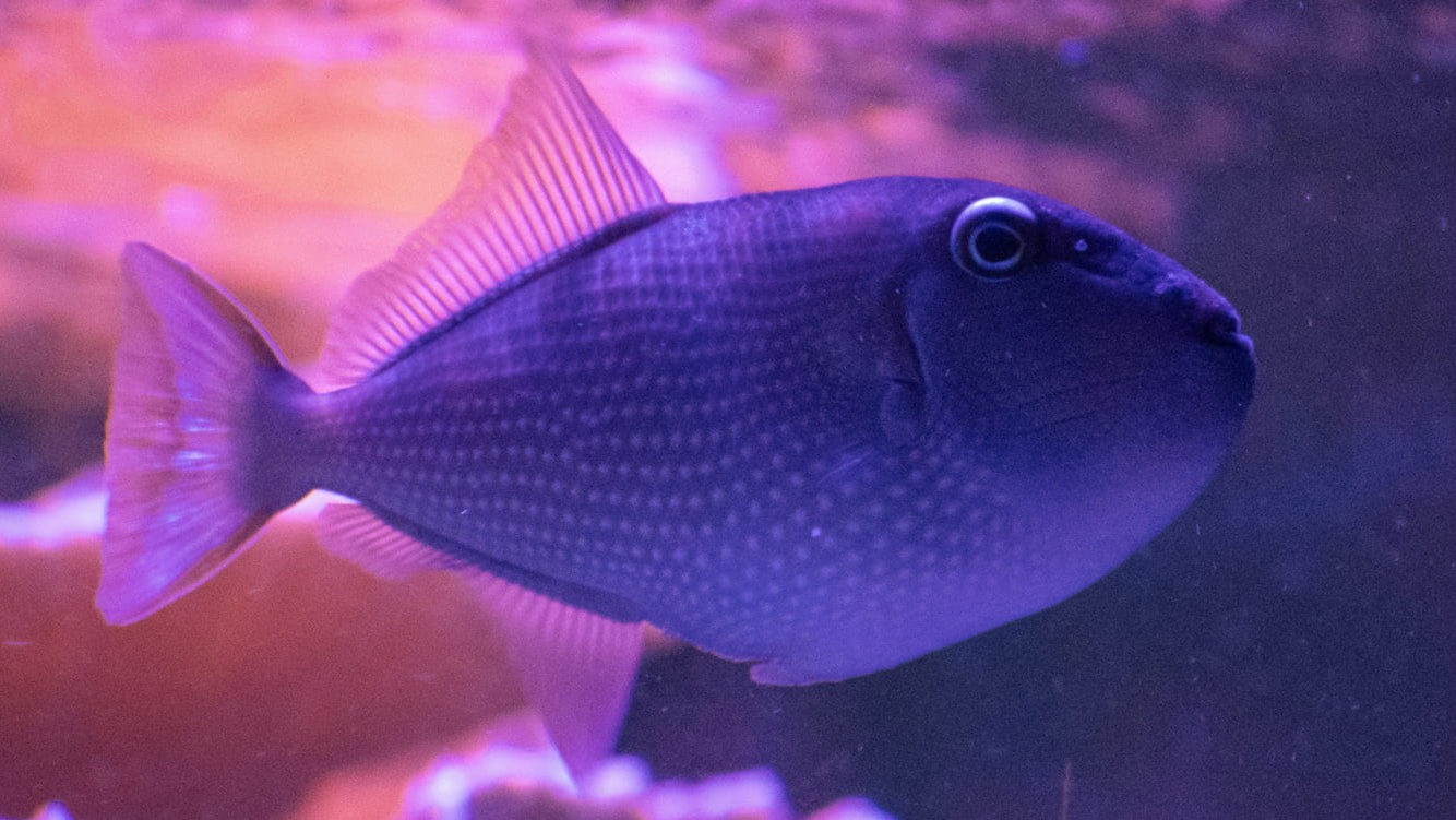 Blue Throat Triggerfish