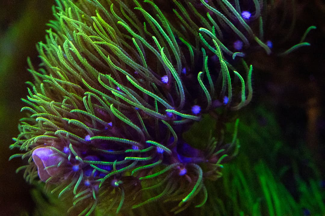 Green Star Polyps