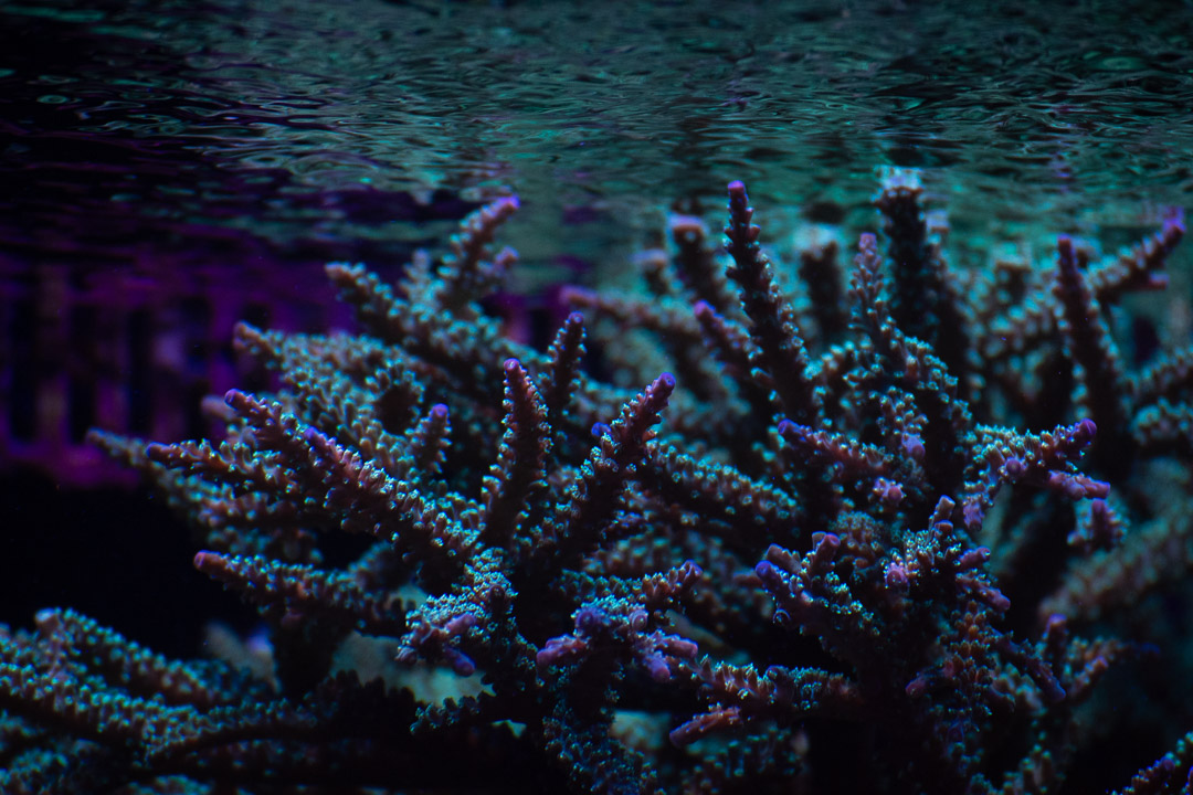 Acropora