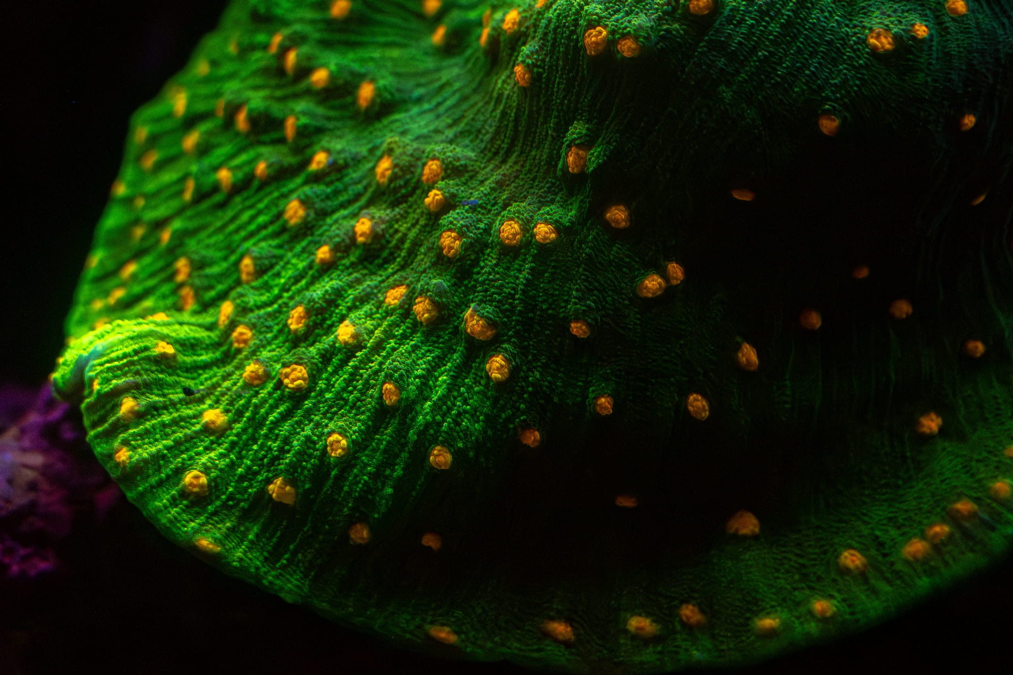 Space Invader Pectinia coral showing growth margin edge for fragging