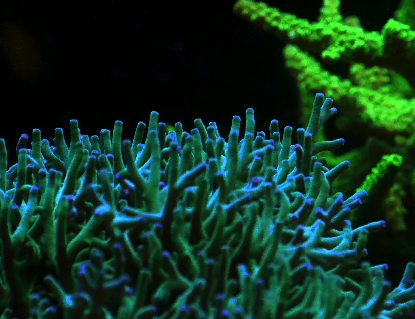 Acropora
