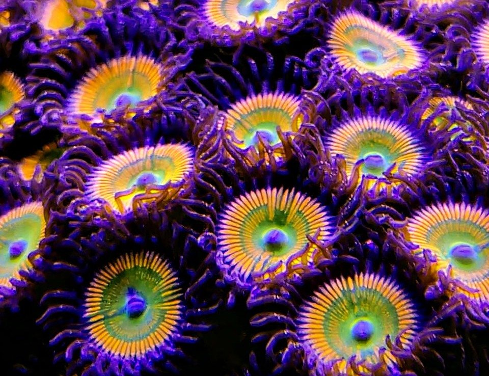 Zoanthids