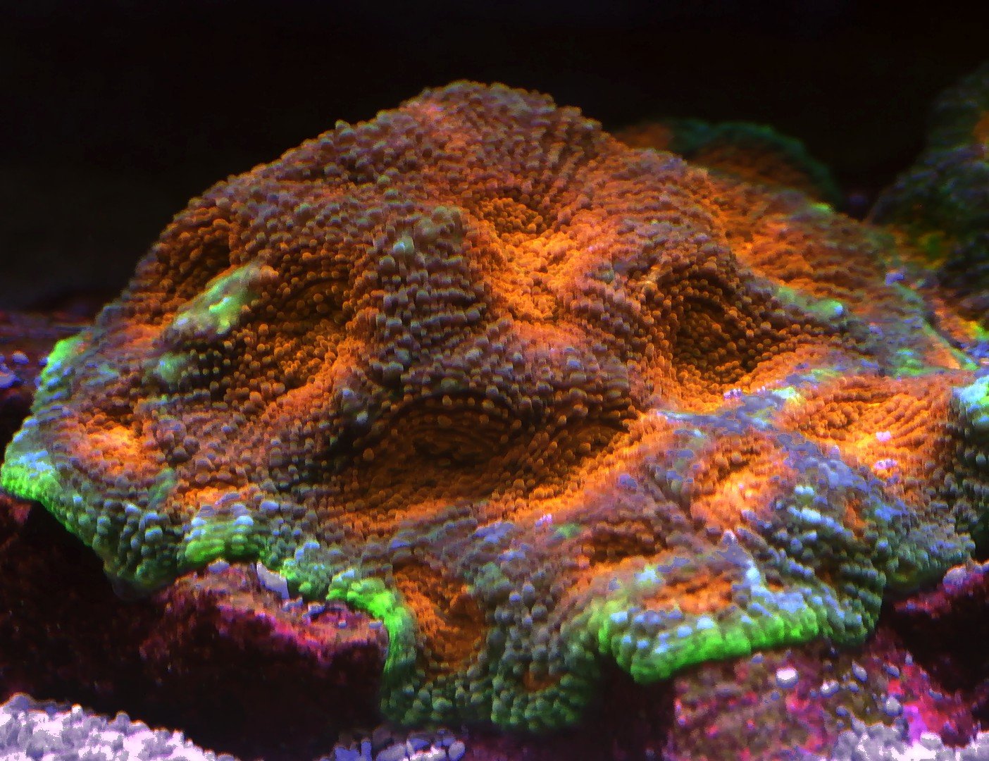 Acans