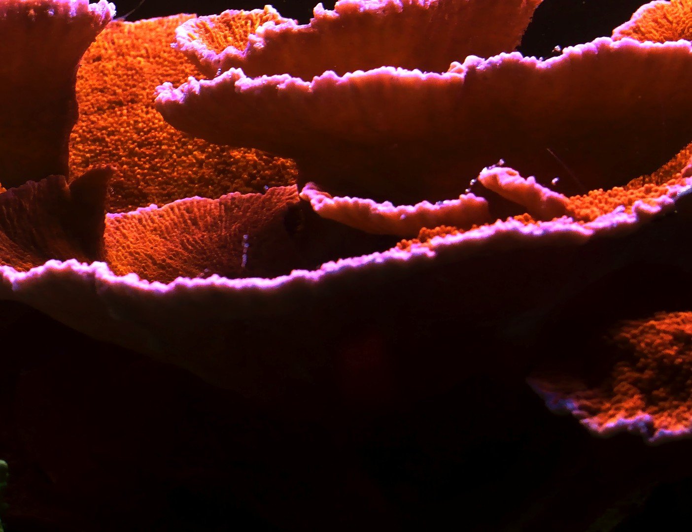 Montipora